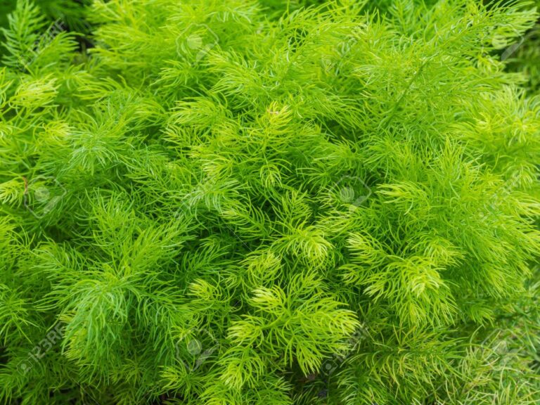 Closeup fresh green bush of Shatavari (Asparagus racemosus  Will