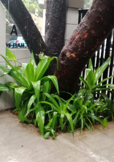 trees